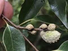 Castanopsis carlesii