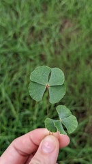 Marsilea