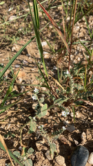 Heliotropium europaeum