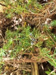 Juniperus communis