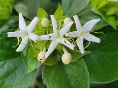 Clerodendrum canescens