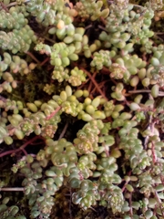 Sedum album