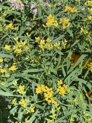 Euthamia graminifolia