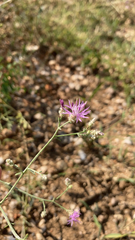 Centaurea stoebe