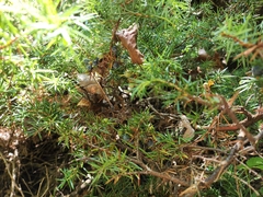 Juniperus communis