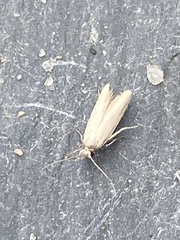 Holcocera immaculella