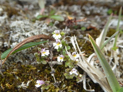 Euphrasia
