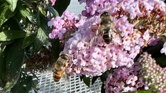 Eristalis tenax