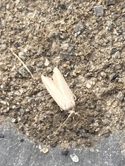 Holcocera immaculella