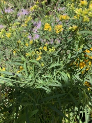 Euthamia graminifolia