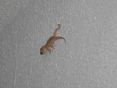 Tarentola mauritanica