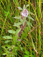 Mentha canadensis