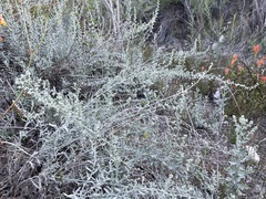 Artemisia ludoviciana