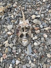 Leucoraja erinaceus