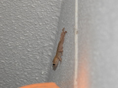 Tarentola mauritanica