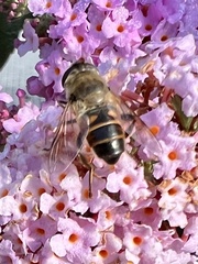 Eristalis tenax