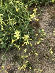 Raphanus raphanistrum