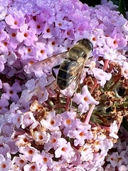 Eristalis tenax
