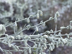 Artemisia ludoviciana