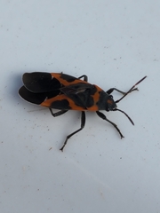 Lygaeus kalmii
