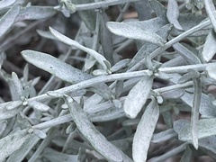 Artemisia ludoviciana