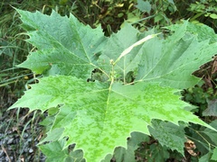 Platanus occidentalis