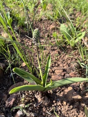 Ledebouria