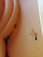 Pholcus opilionoides