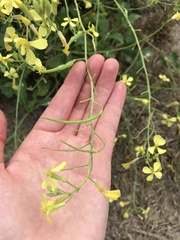 Raphanus raphanistrum