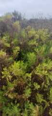Plantae