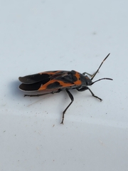 Lygaeus kalmii