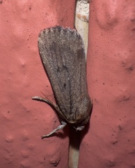 Amphipyra tragopoginis