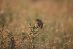 Spiza americana