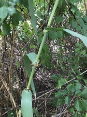 Arundo donax