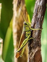 Schistocerca obscura