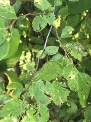 Ulmus pumila