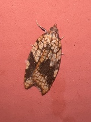 Acleris rhombana