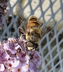 Eristalis tenax