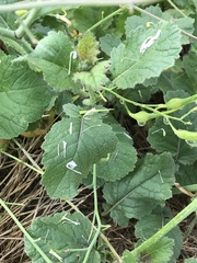 Raphanus raphanistrum