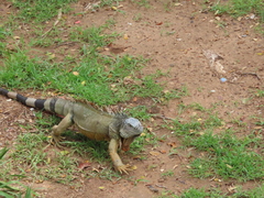 Iguana iguana