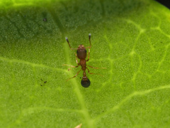 Cardiocondyla obscurior