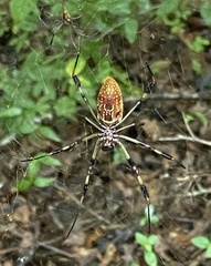 Trichonephila clavipes
