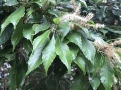 Lithocarpus konishii