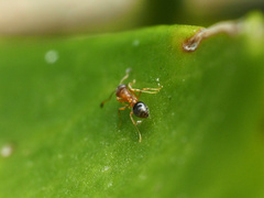 Cardiocondyla obscurior