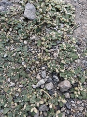 Alternanthera pungens