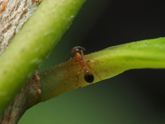 Cardiocondyla obscurior