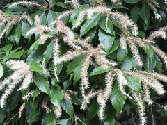 Lithocarpus konishii