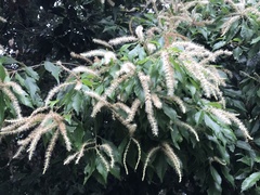 Lithocarpus konishii