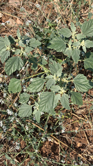 Chrozophora tinctoria