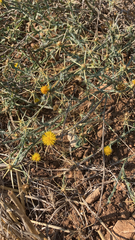 Centaurea solstitialis